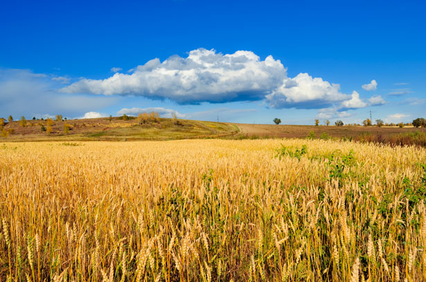 golden-wheat-field-2